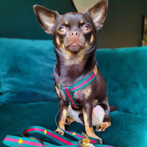 Honey Bunny Dog Harness and Leash Set