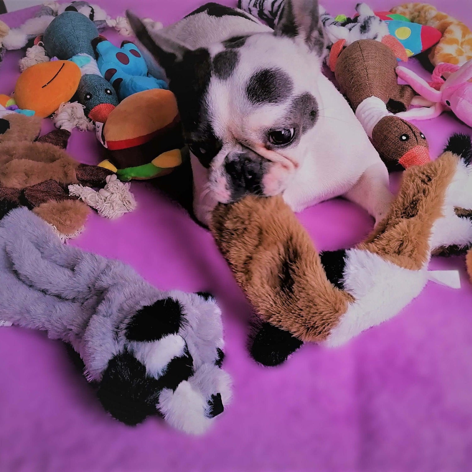 Interactive Squeak Plush Dog Toy - Grey