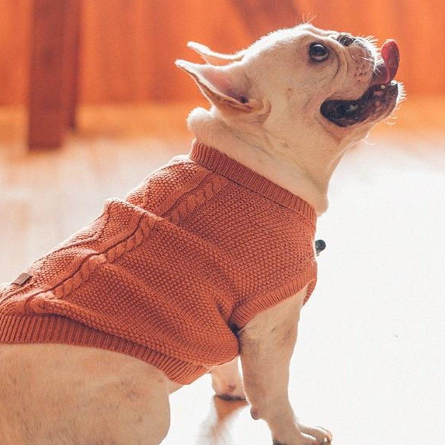Knit Cable Dog Jumper