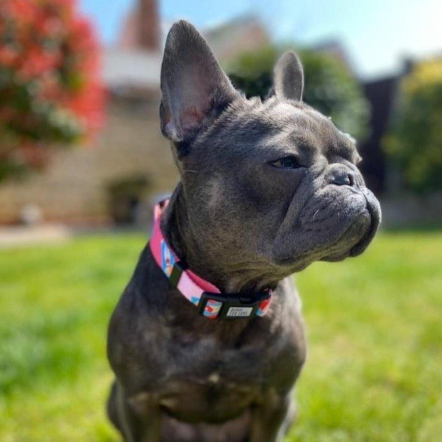 Lightweight Dog Collar - Pink Lady