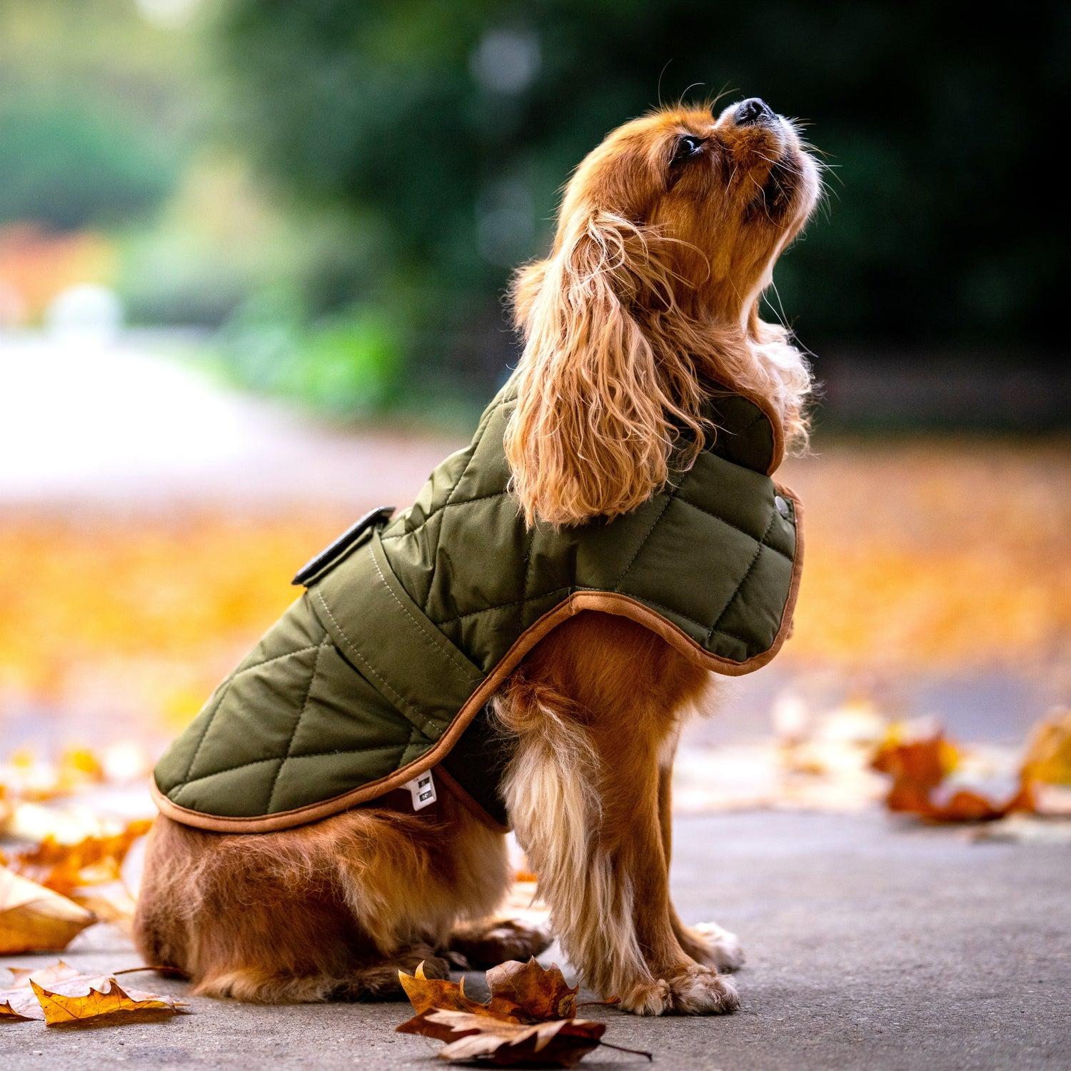Oxford Quilted Dog Coat