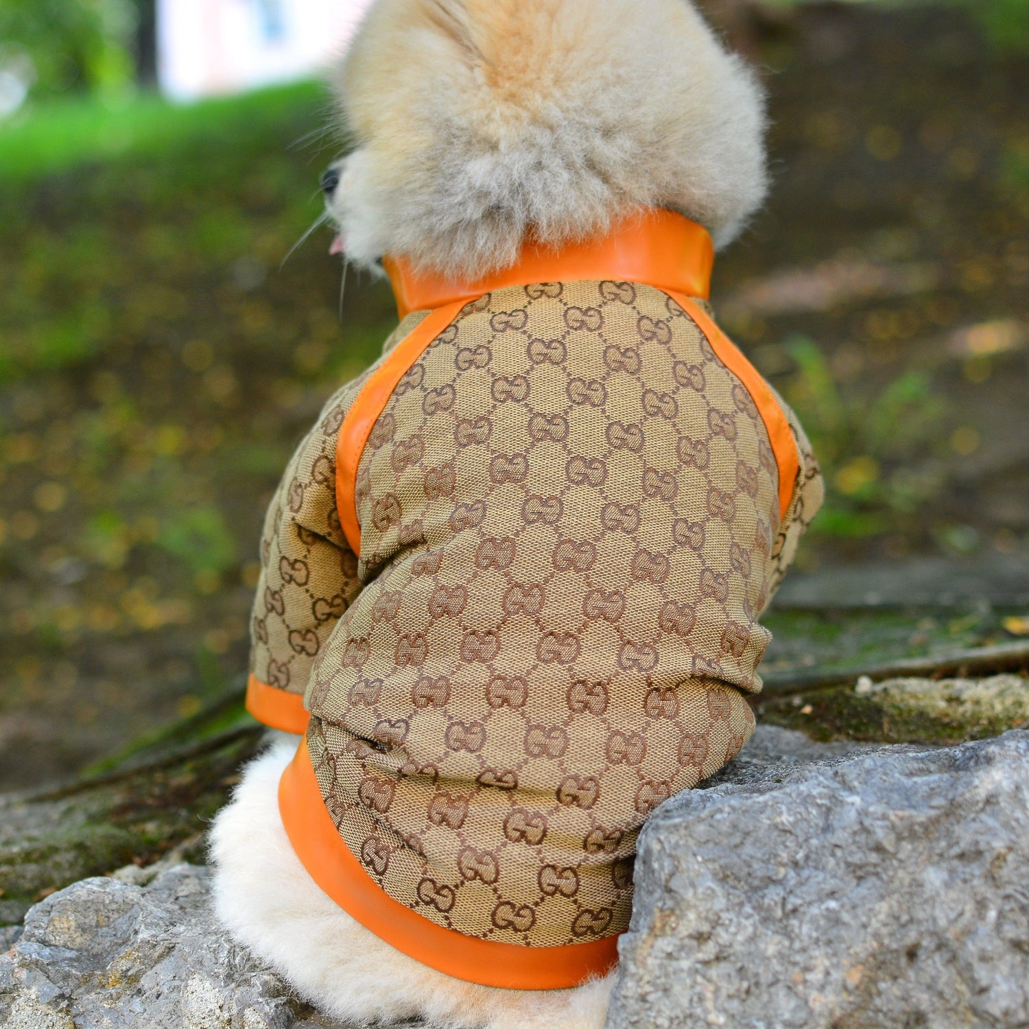 Gucci dog jacket best sale