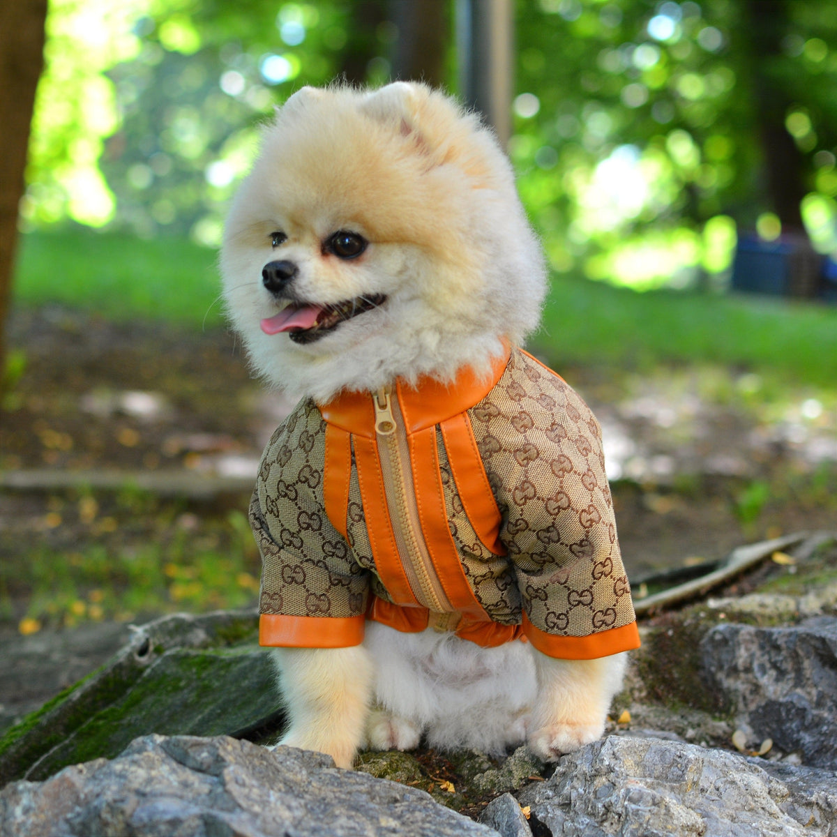 Pawcci Limited Edition Designer Dog Jacket