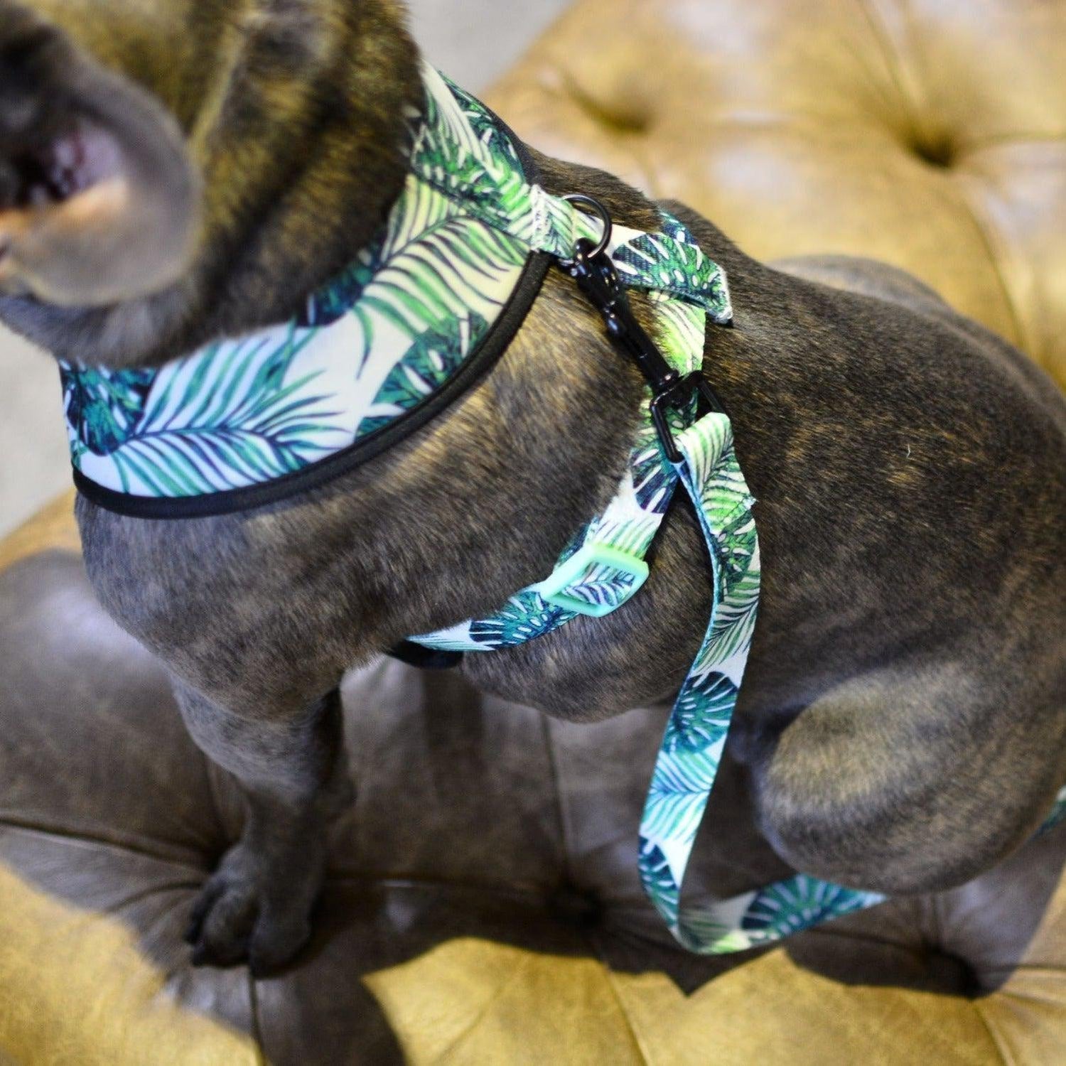 Printed Dog Harness & Leash Set - Tropical Dreams