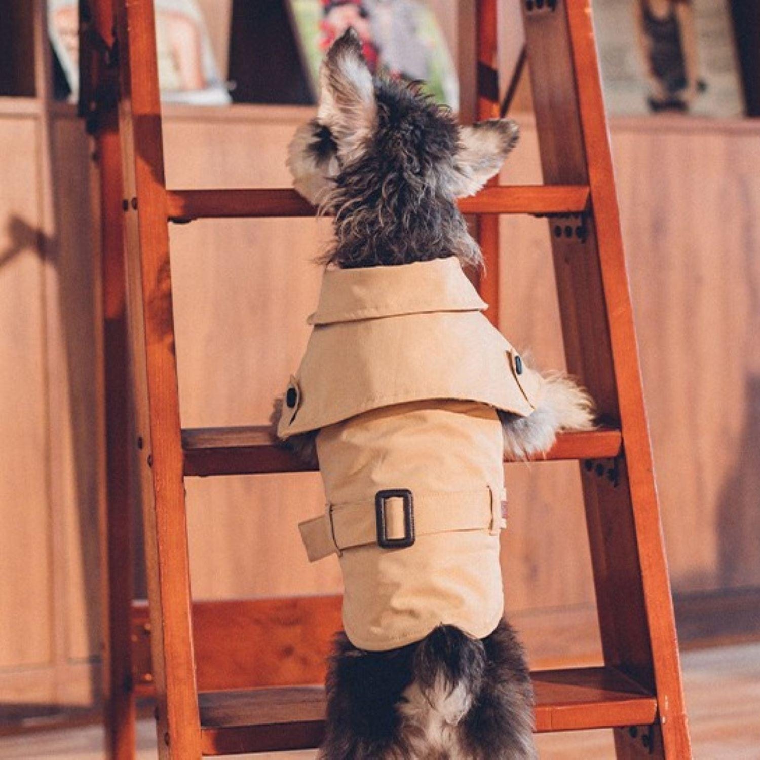 Dog Clothes Dogs In A Trench Coat Vellure Trench Coat
