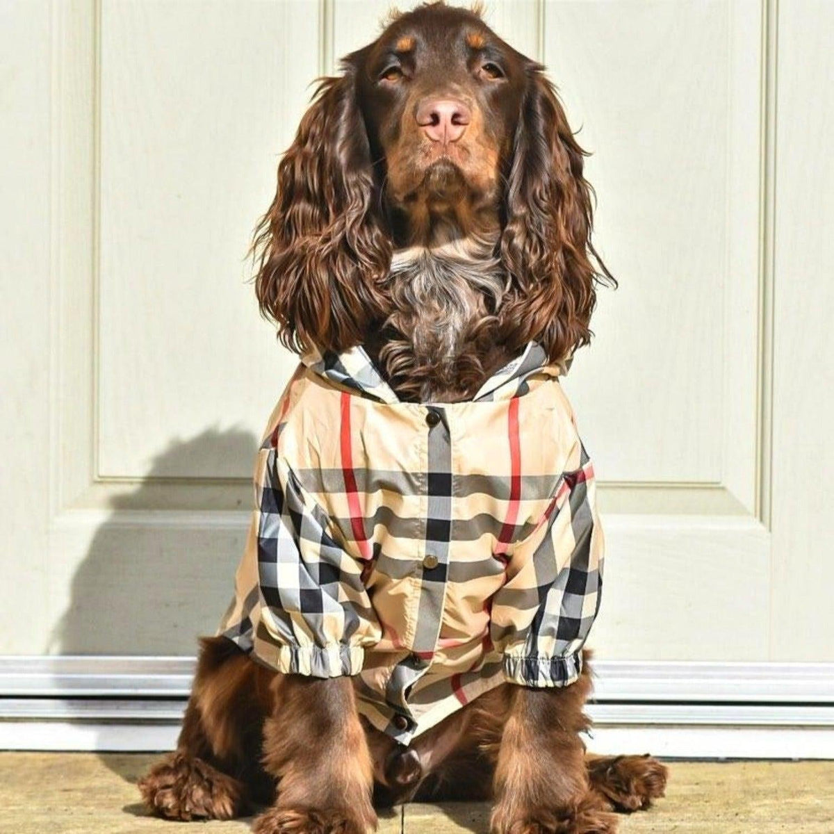 Burberry coat for dogs Clearance