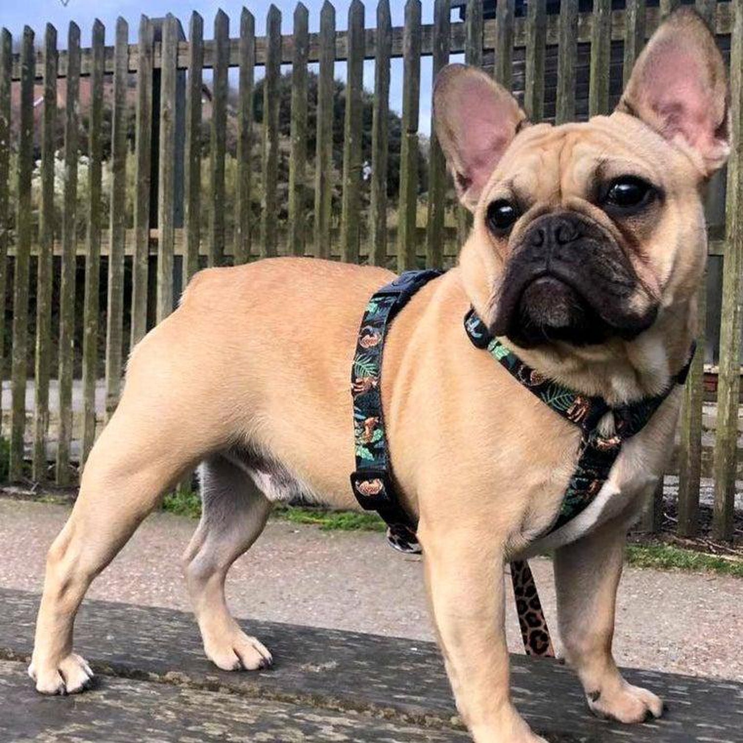 Tropical Dog Strap Harness