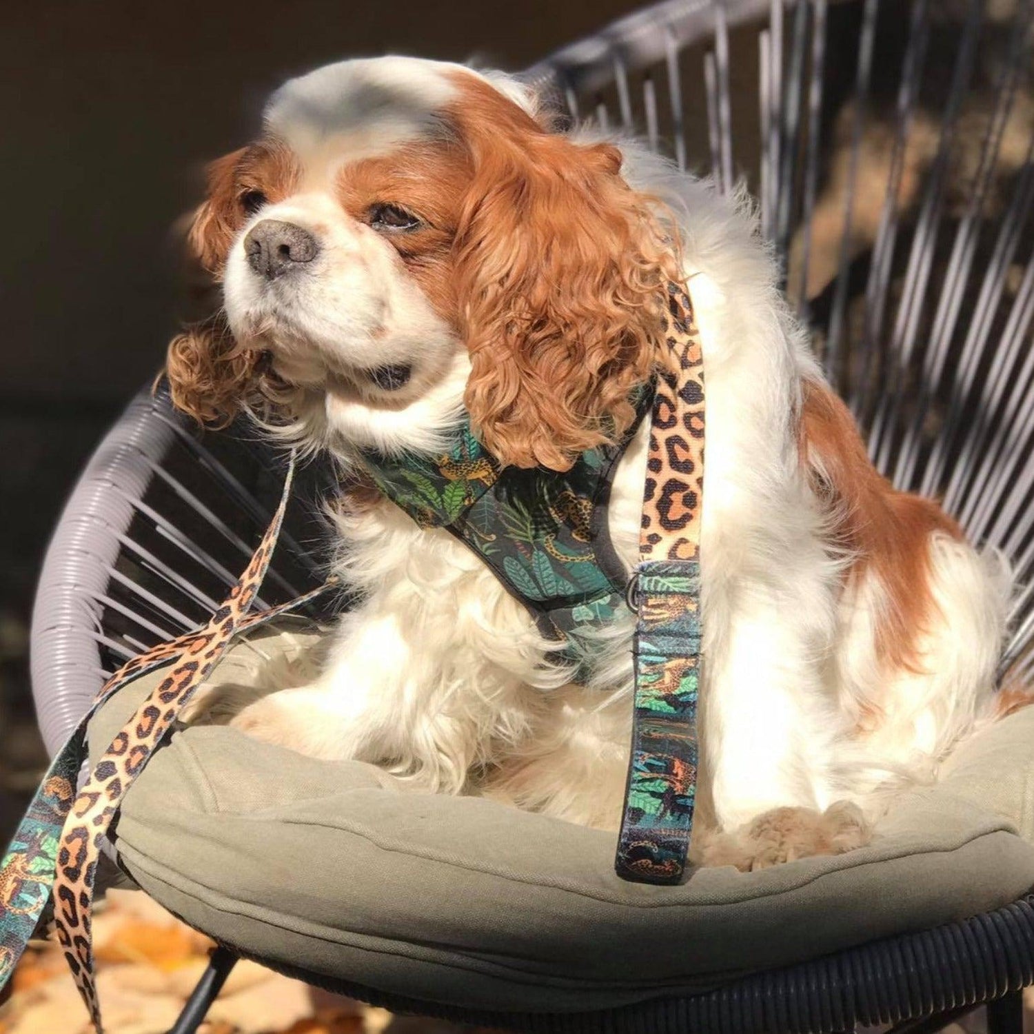Tropical Reversible Dog Harness